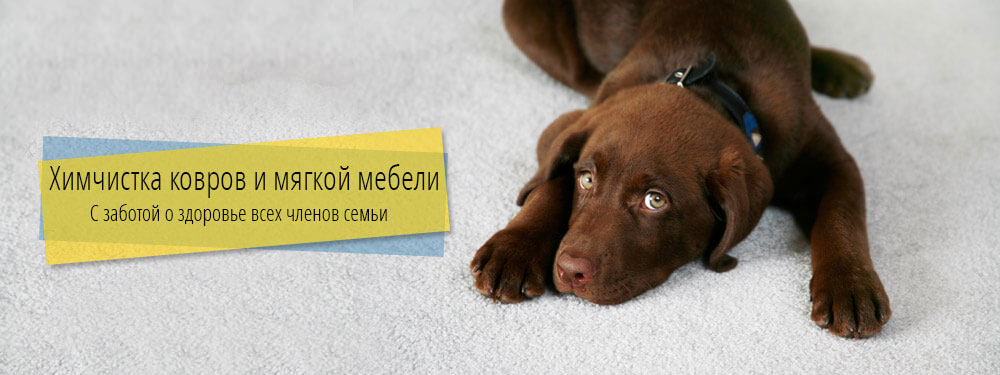 Химчистка ковров и мягкой мебели в СПб